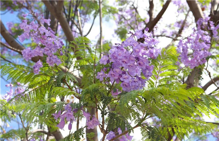 大理的藍(lán)花楹開了，邂逅一場(chǎng)“藍(lán)花雨”，赴一場(chǎng)紫色浪漫！