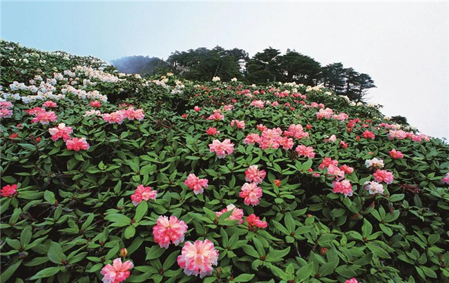 大理旅游 六月，蒼山等你赴一場(chǎng)花的“盛宴”！