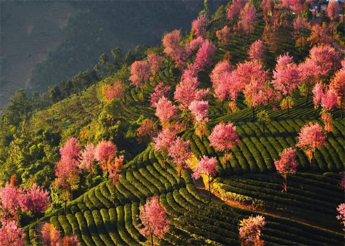 大理旅游：冬日賞櫻，徒步無(wú)量山。漫步洱海，打卡s彎小鐮倉(cāng)。邂逅精靈，洱海紅嘴鷗。