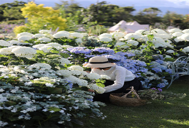 蒼山下，邂逅莫奈花園